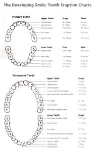 Eruption Chart